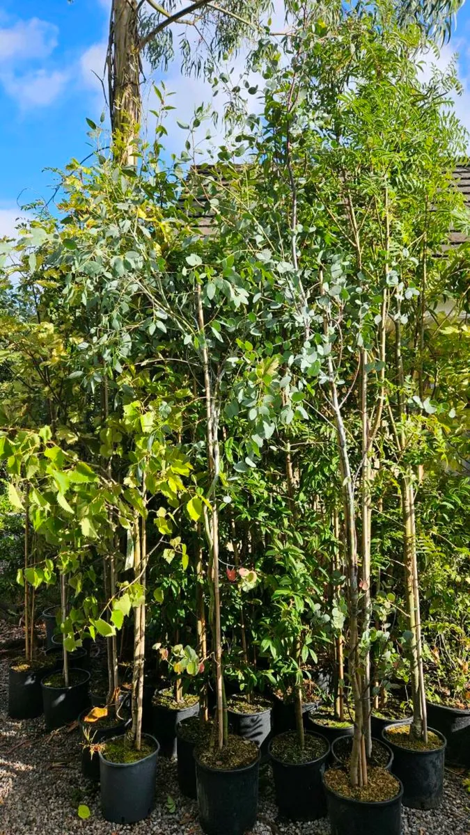 Trees, 10ft tall - Image 3