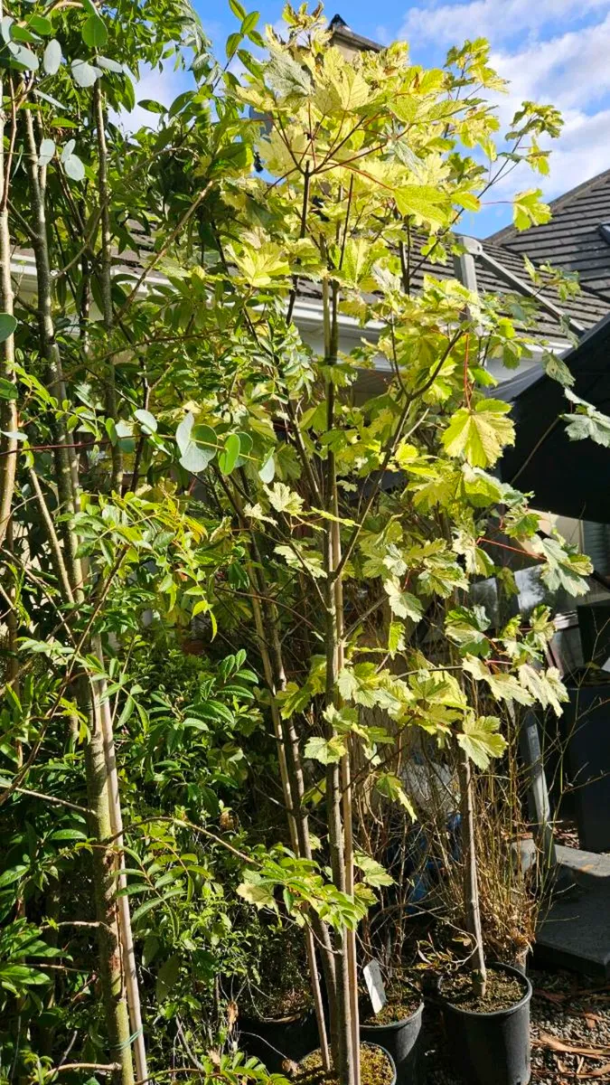 Trees, 10ft tall - Image 4