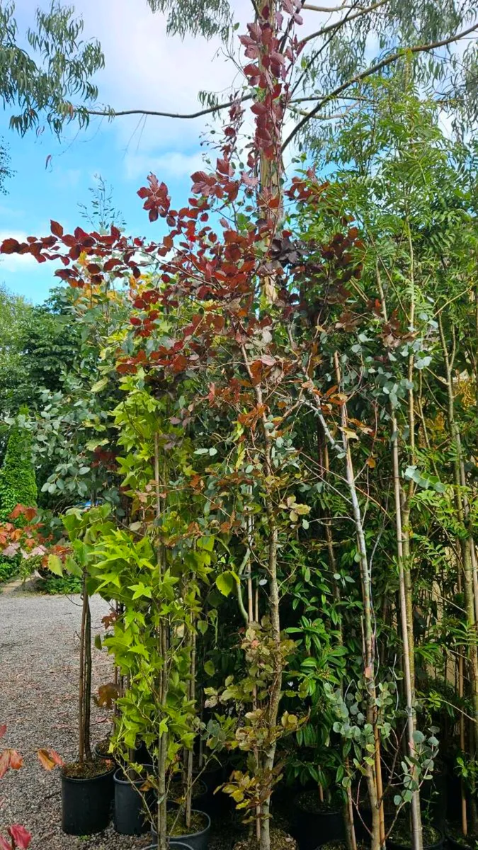 Trees, 10ft tall - Image 2