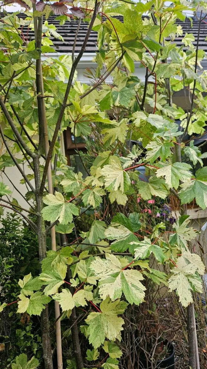 Trees, 10ft tall - Image 1