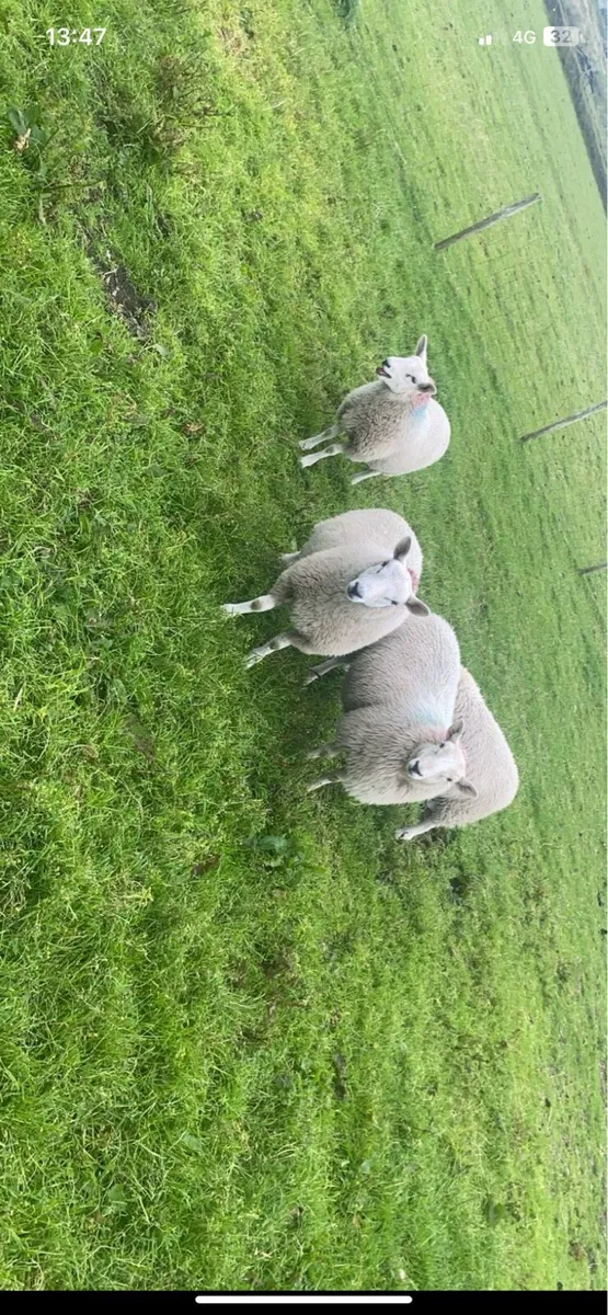 Ewe lambs - Image 1