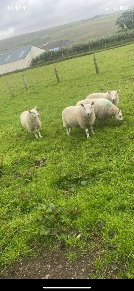 Ewe lambs - Image 2
