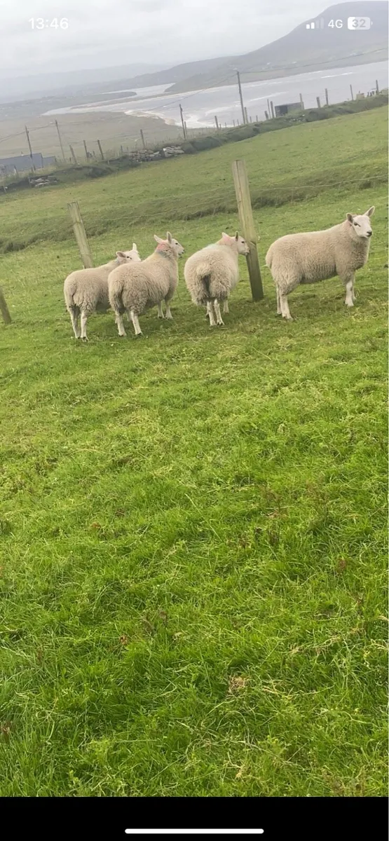 Ewe lambs - Image 3