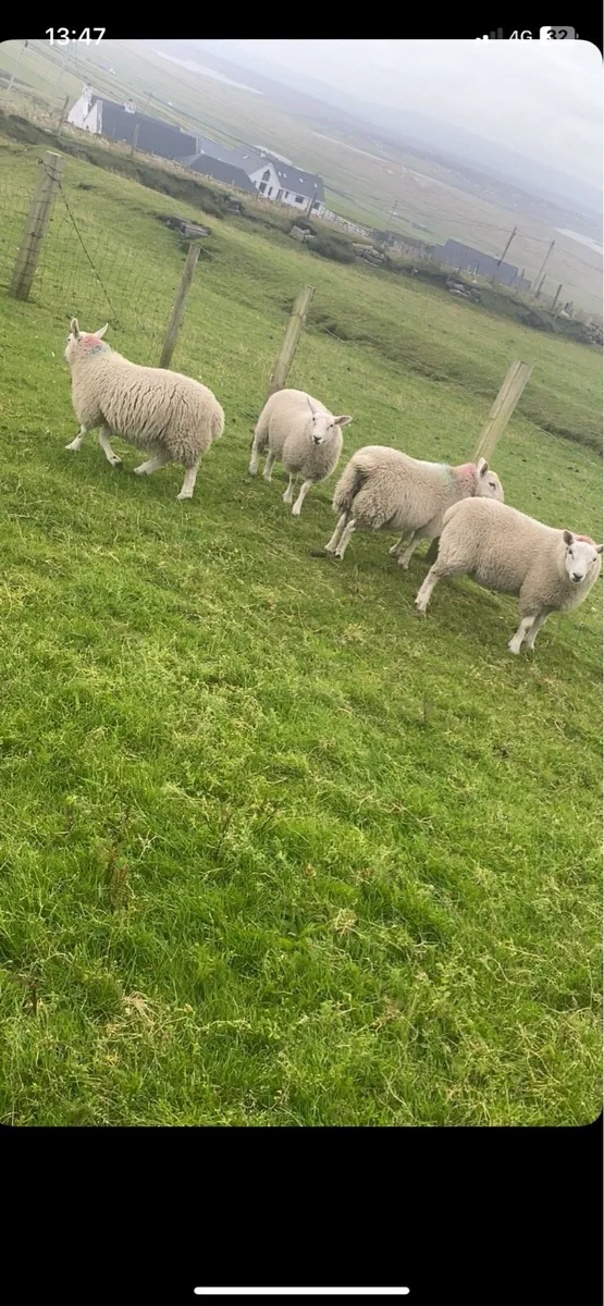 Ewe lambs - Image 4