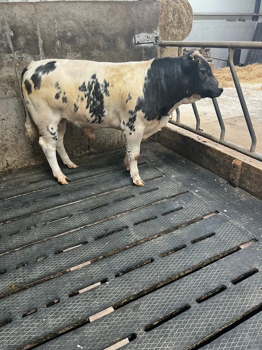 Bull calf - Image 1