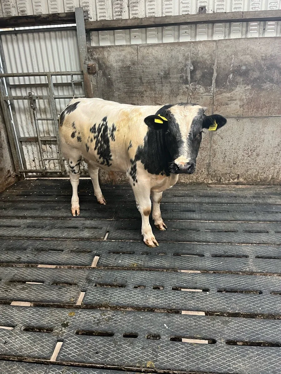 Bull calf - Image 2