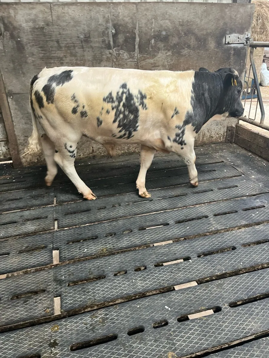 Bull calf - Image 3