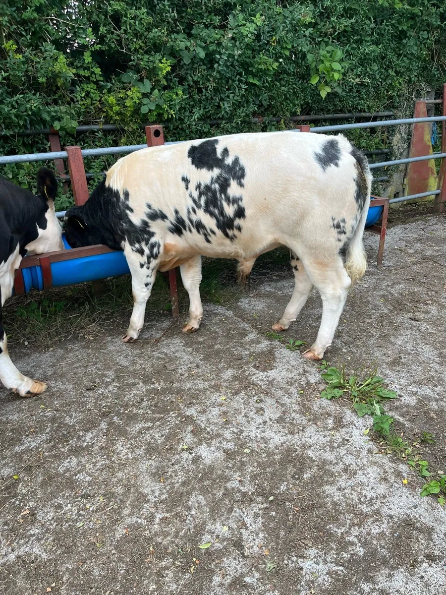 Bull calf - Image 4