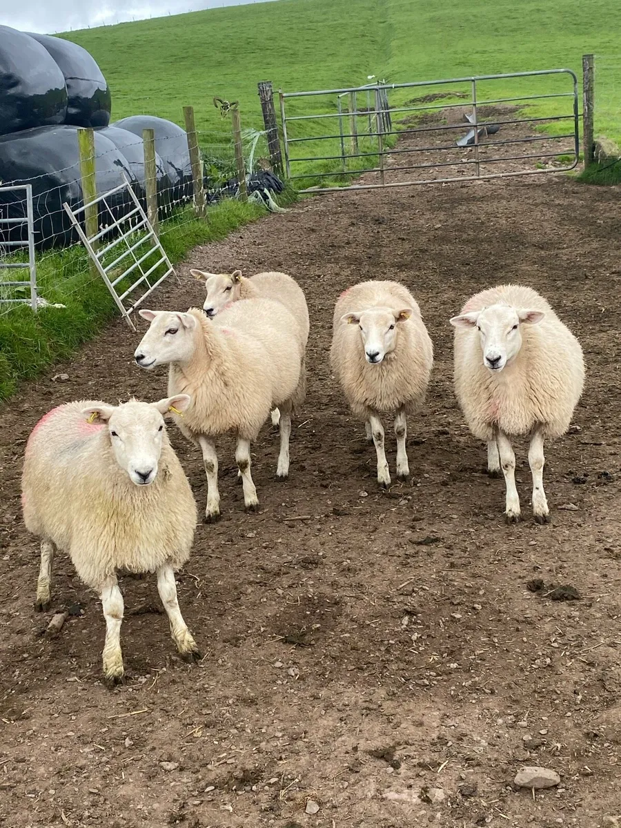 Breeding Ewe Lambs - Image 1