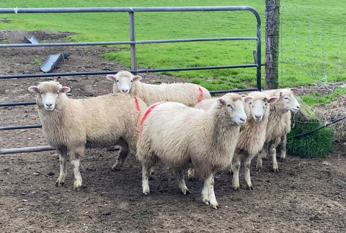 Breeding Ewe Lambs - Image 3