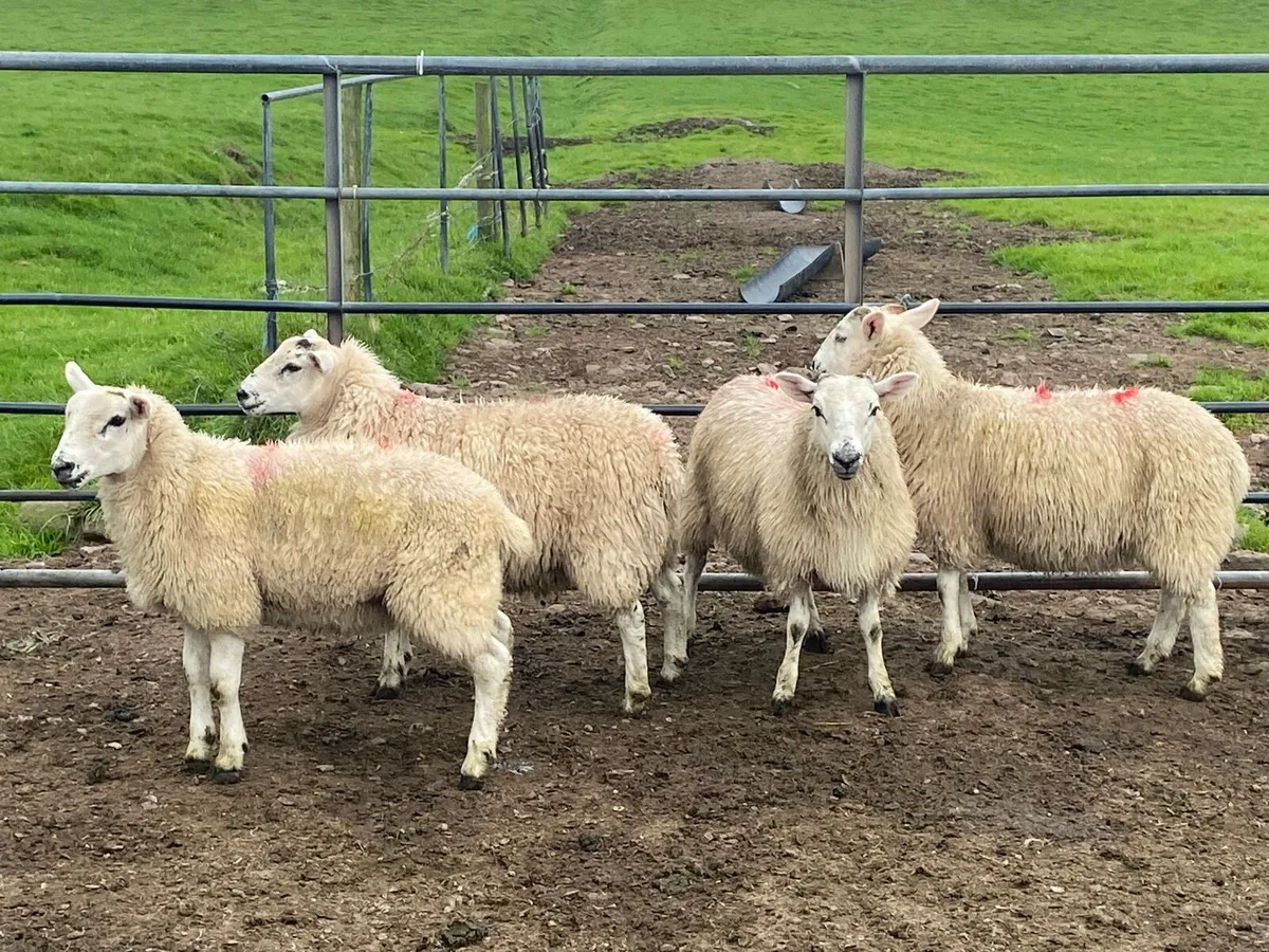 Breeding Ewe Lambs - Image 4