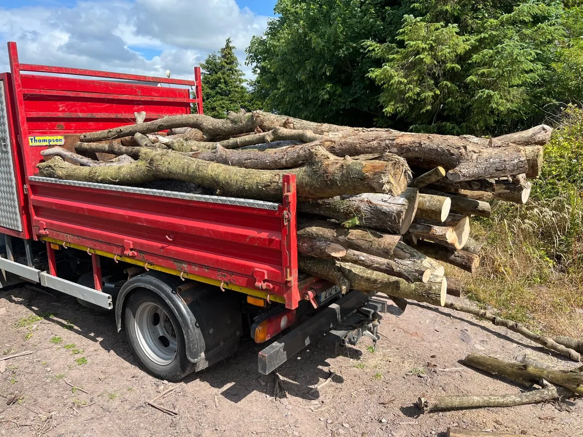Firewood - Image 4