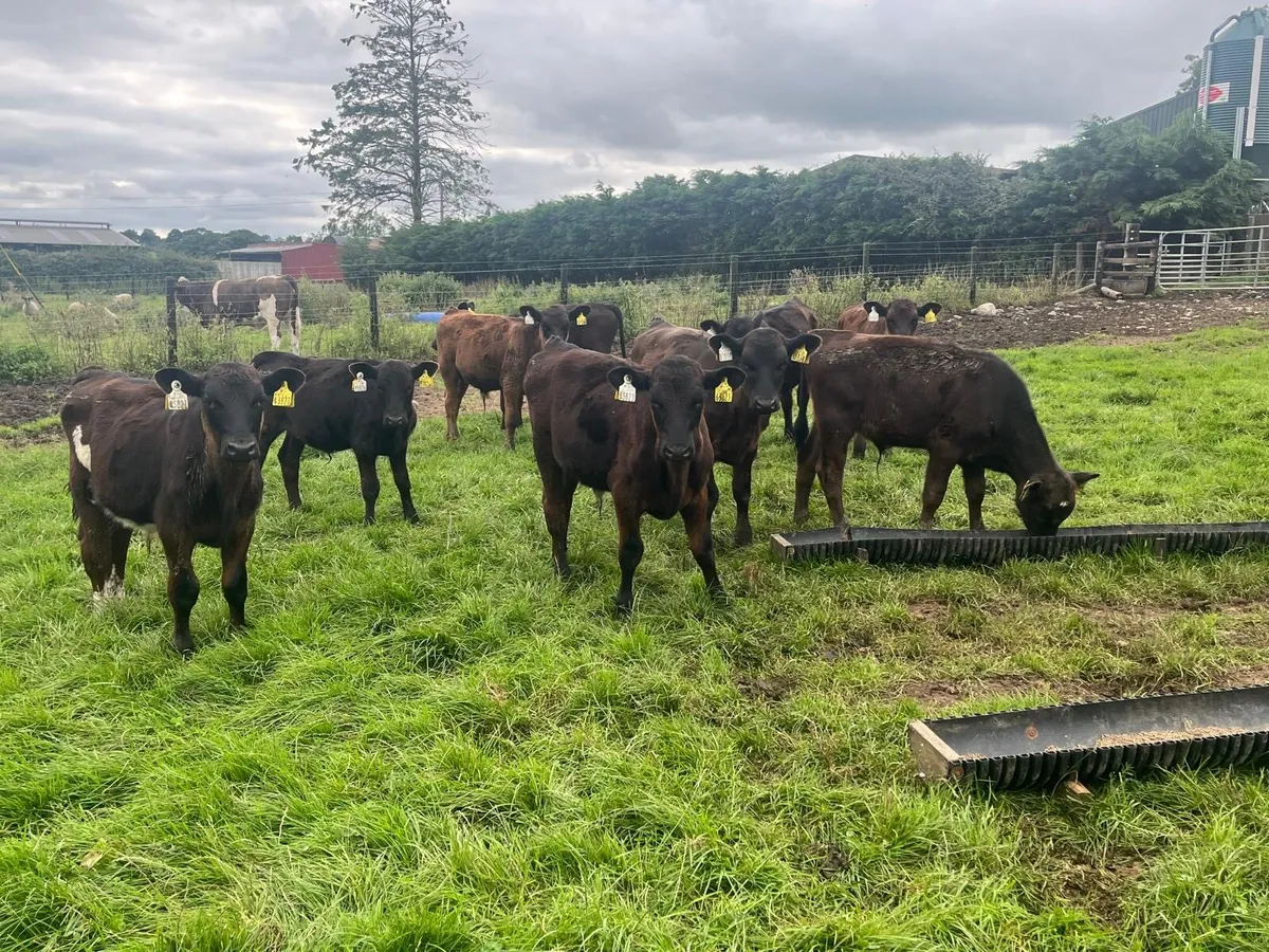 15 super Angus  bull  weanlings - Image 1