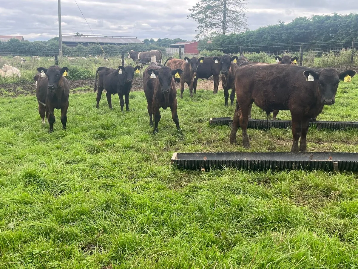 15 super Angus  bull  weanlings - Image 2