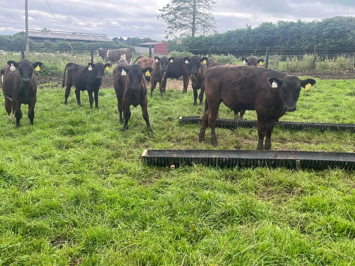 15 super Angus  bull  weanlings - Image 3