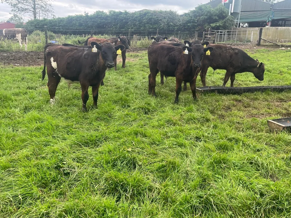15 super Angus  bull  weanlings - Image 4