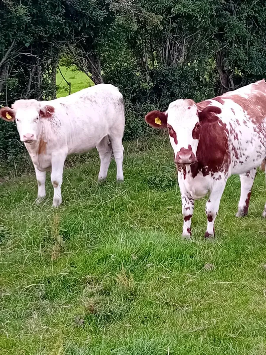 Maiden heifers - Image 2