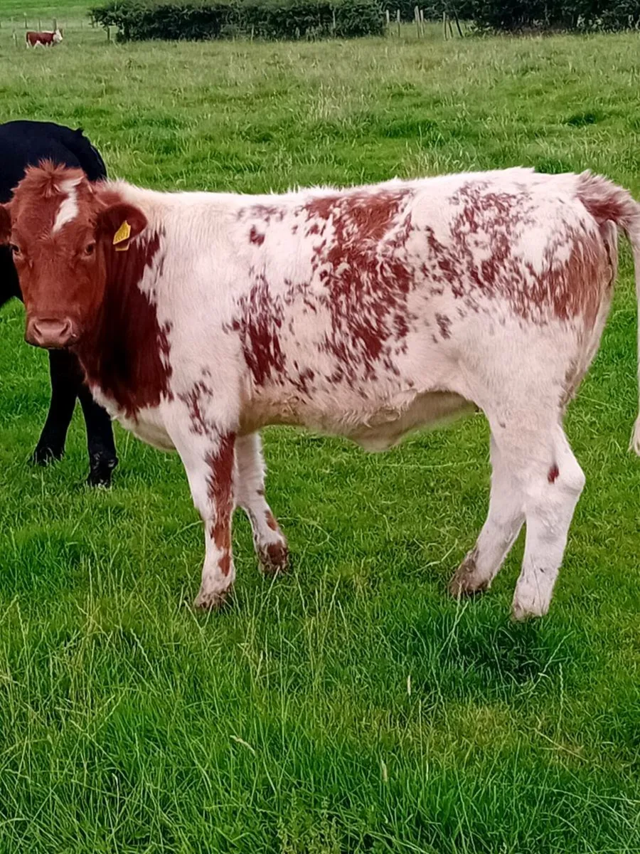 Maiden heifers - Image 3