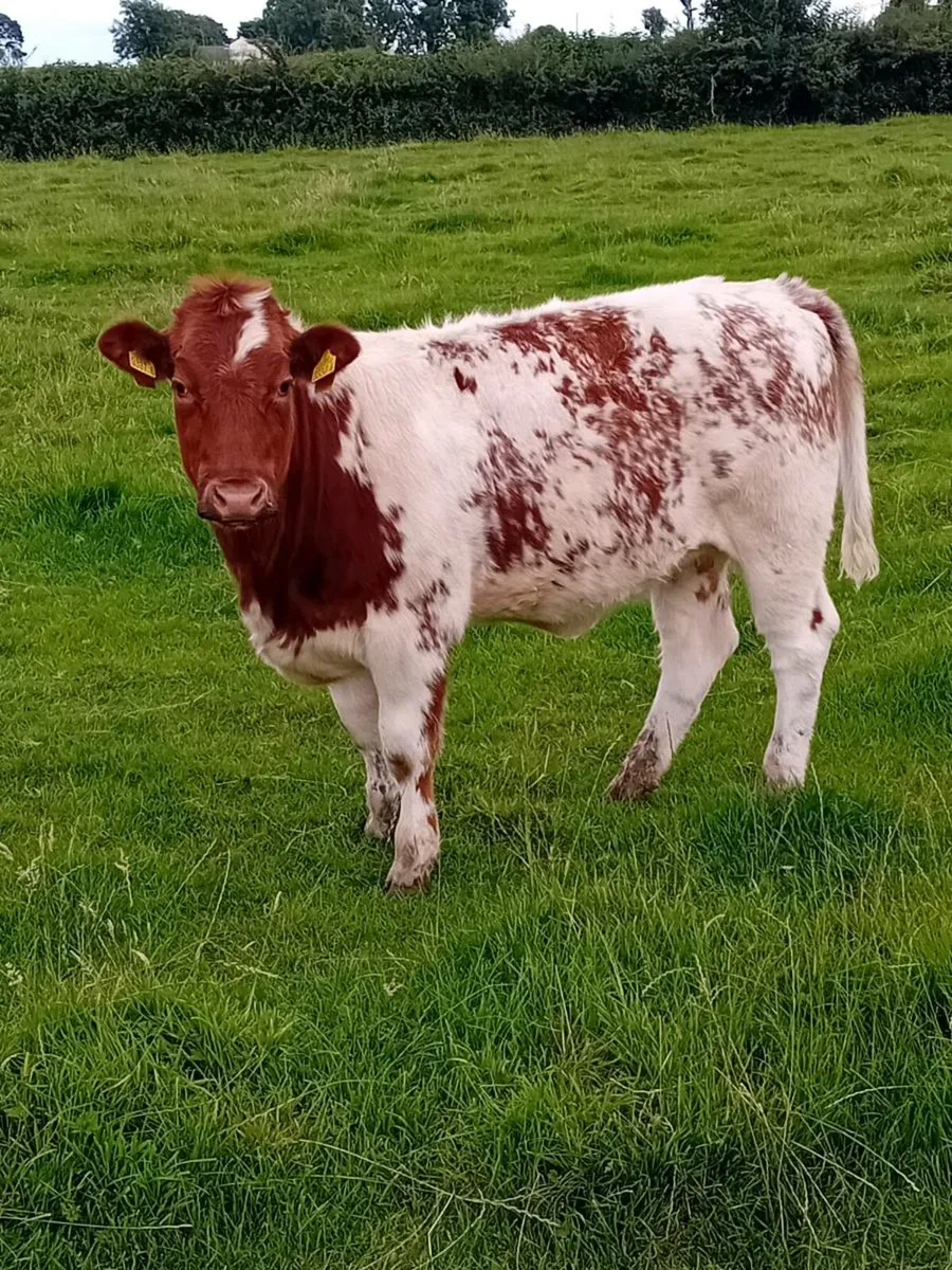 Maiden heifers - Image 4
