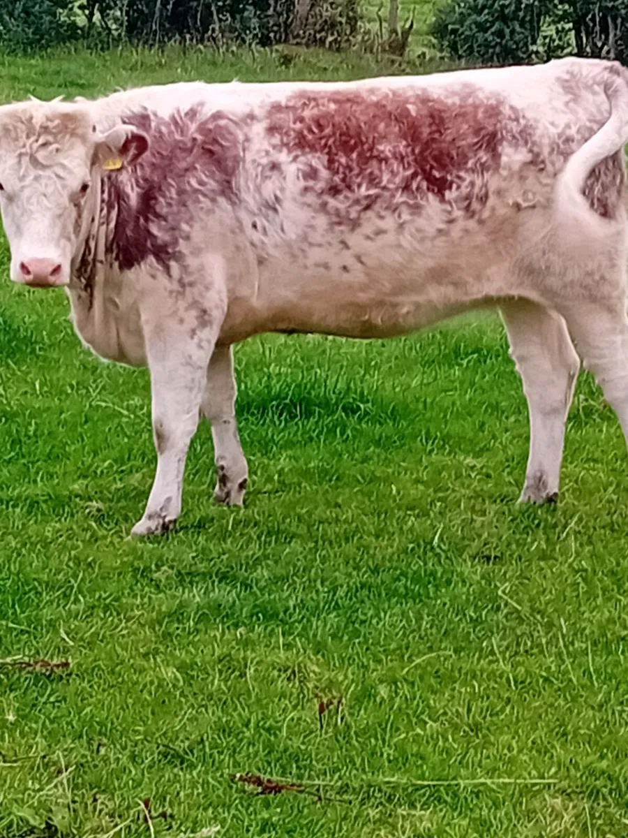 Maiden heifers - Image 1
