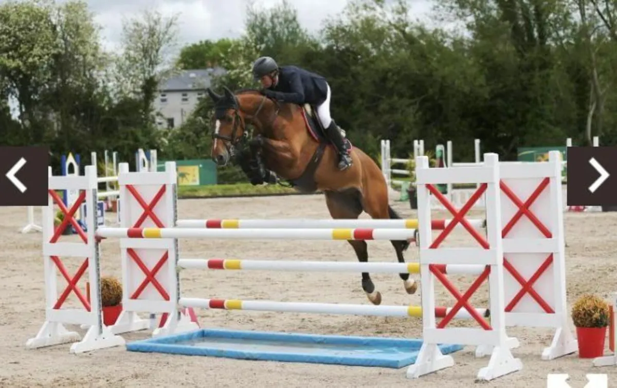 Horses for Sale - Image 4
