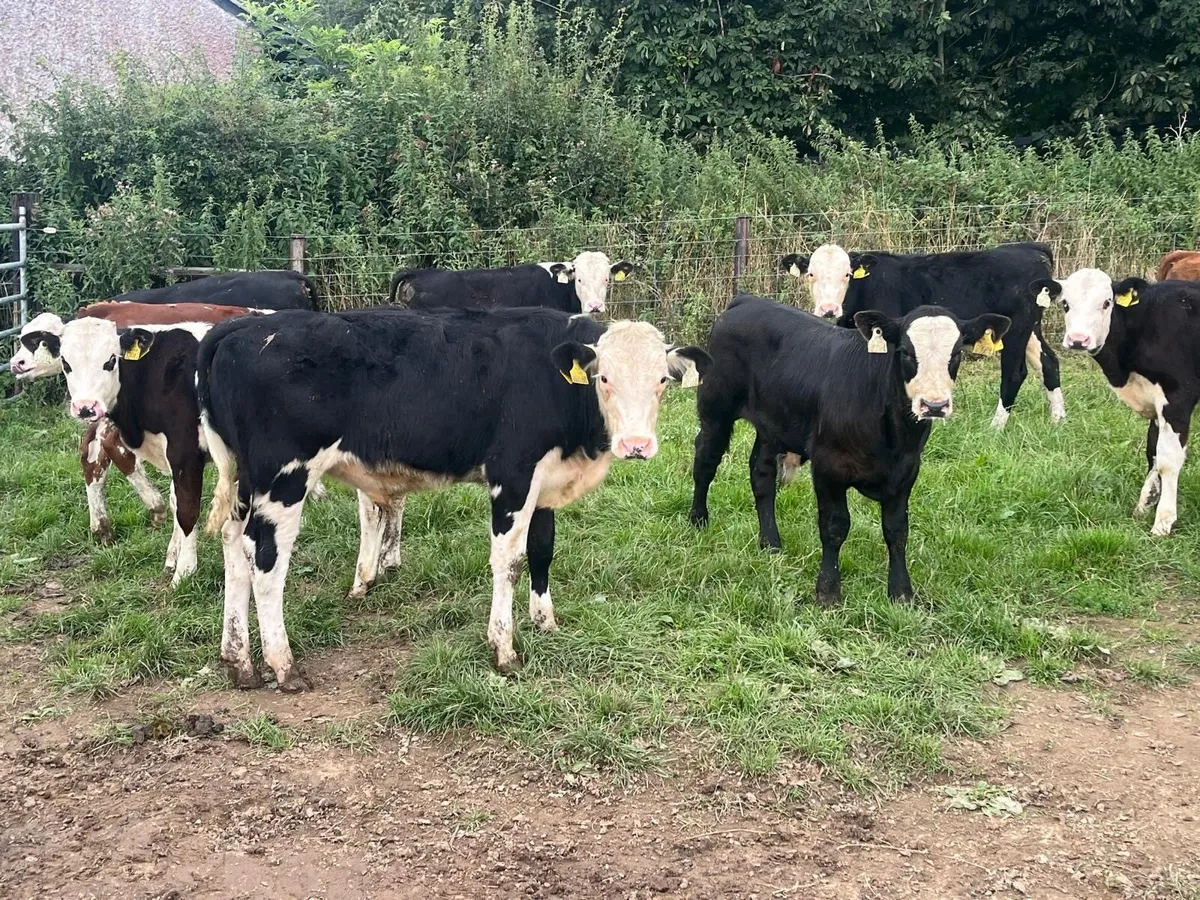 14 super  Hereford bull  weanlings - Image 1