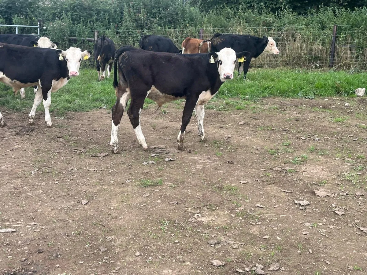 14 super  Hereford bull  weanlings - Image 2