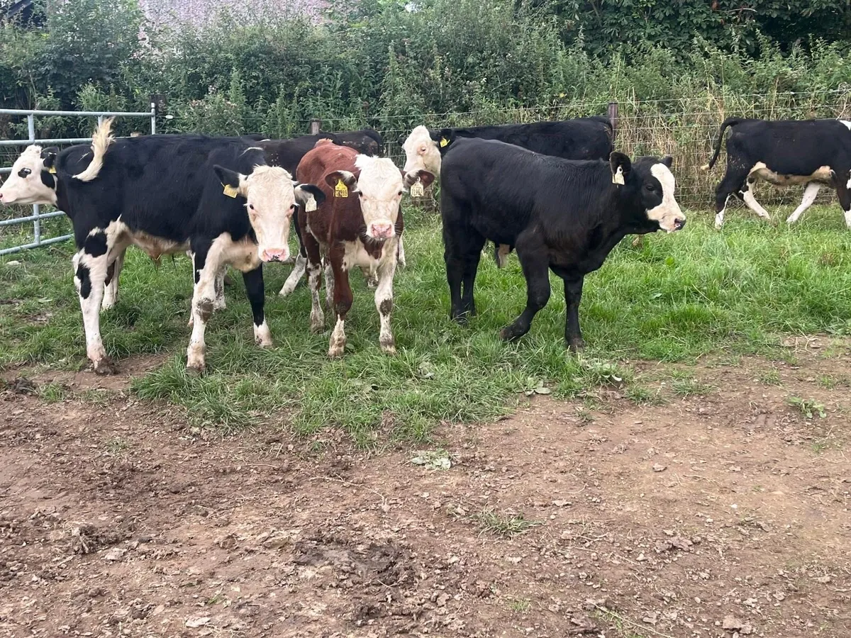 14 super  Hereford bull  weanlings - Image 3