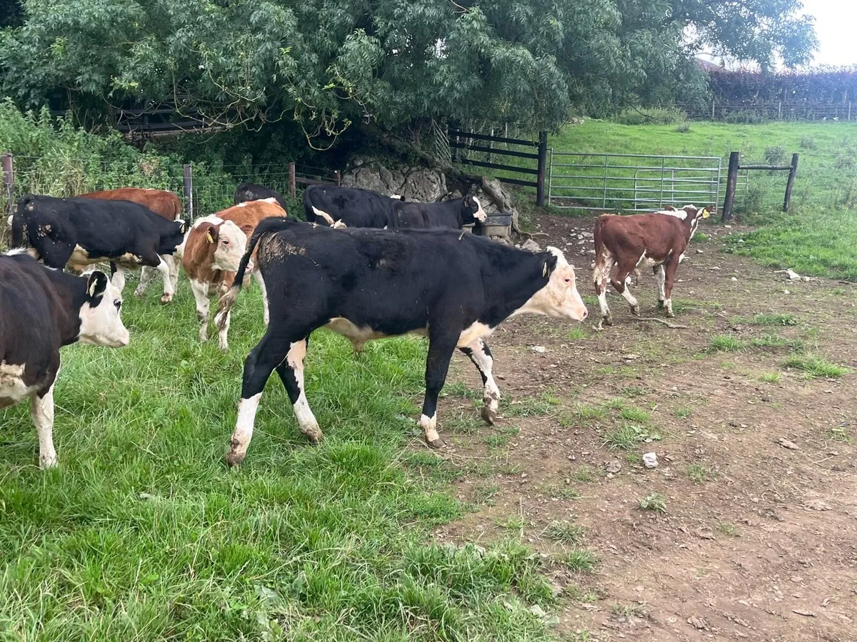 14 super  Hereford bull  weanlings - Image 4
