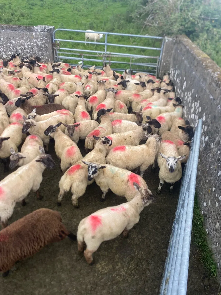 Super store lambs - Image 2