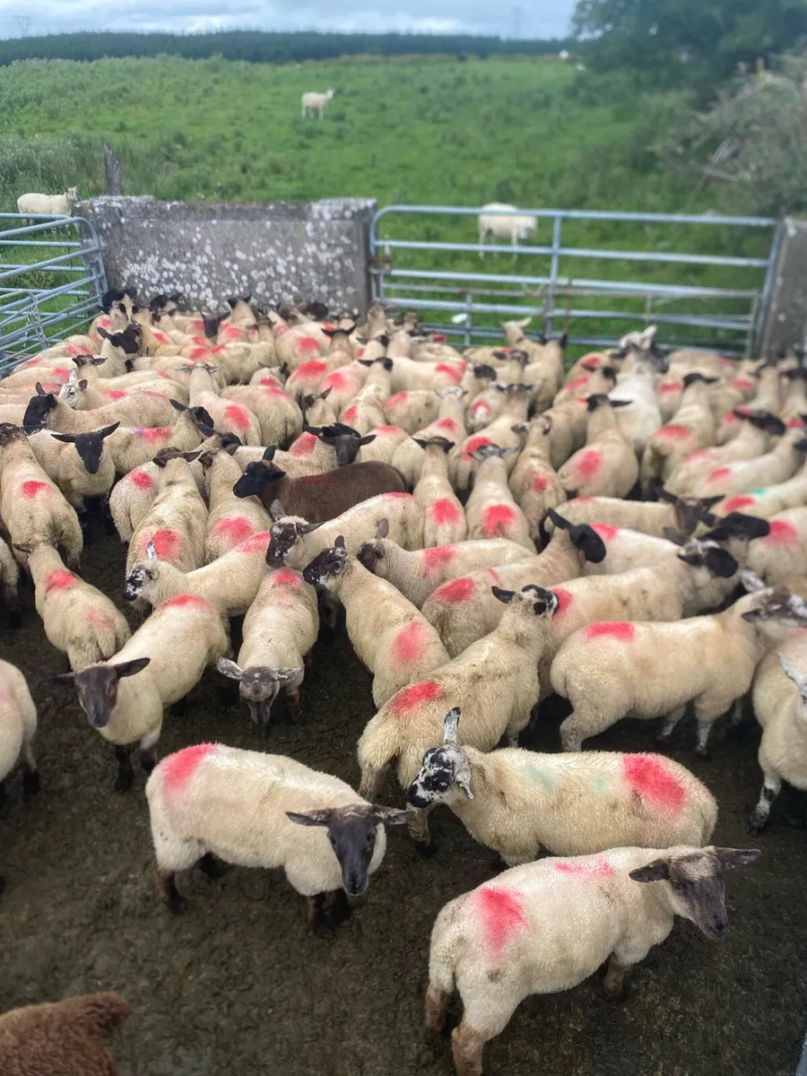 Super store lambs - Image 1