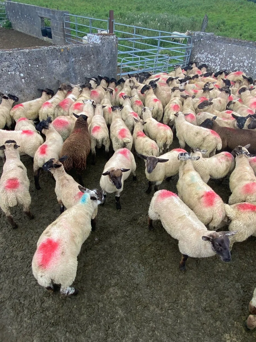 Super store lambs - Image 3