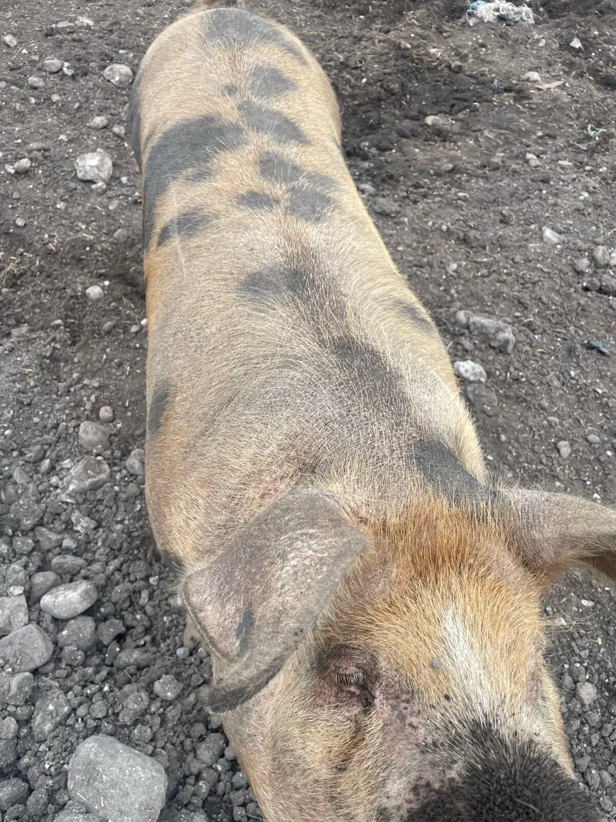 Fat pig for sale - Image 2