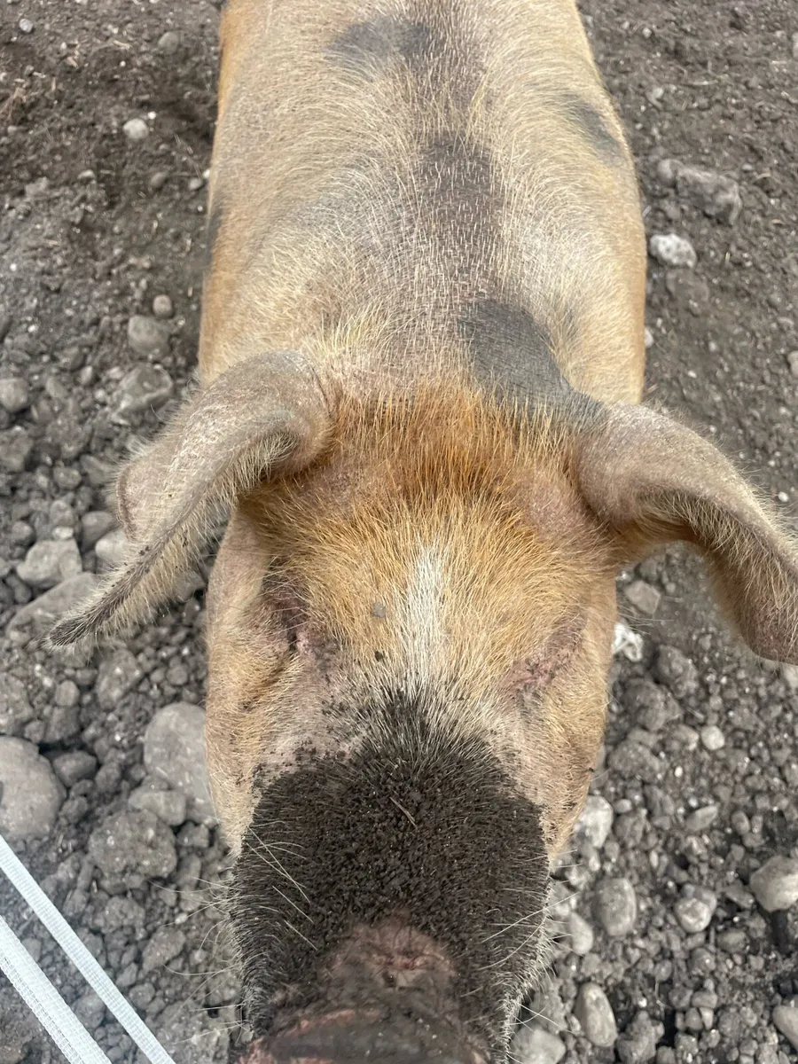 Fat pig for sale - Image 3