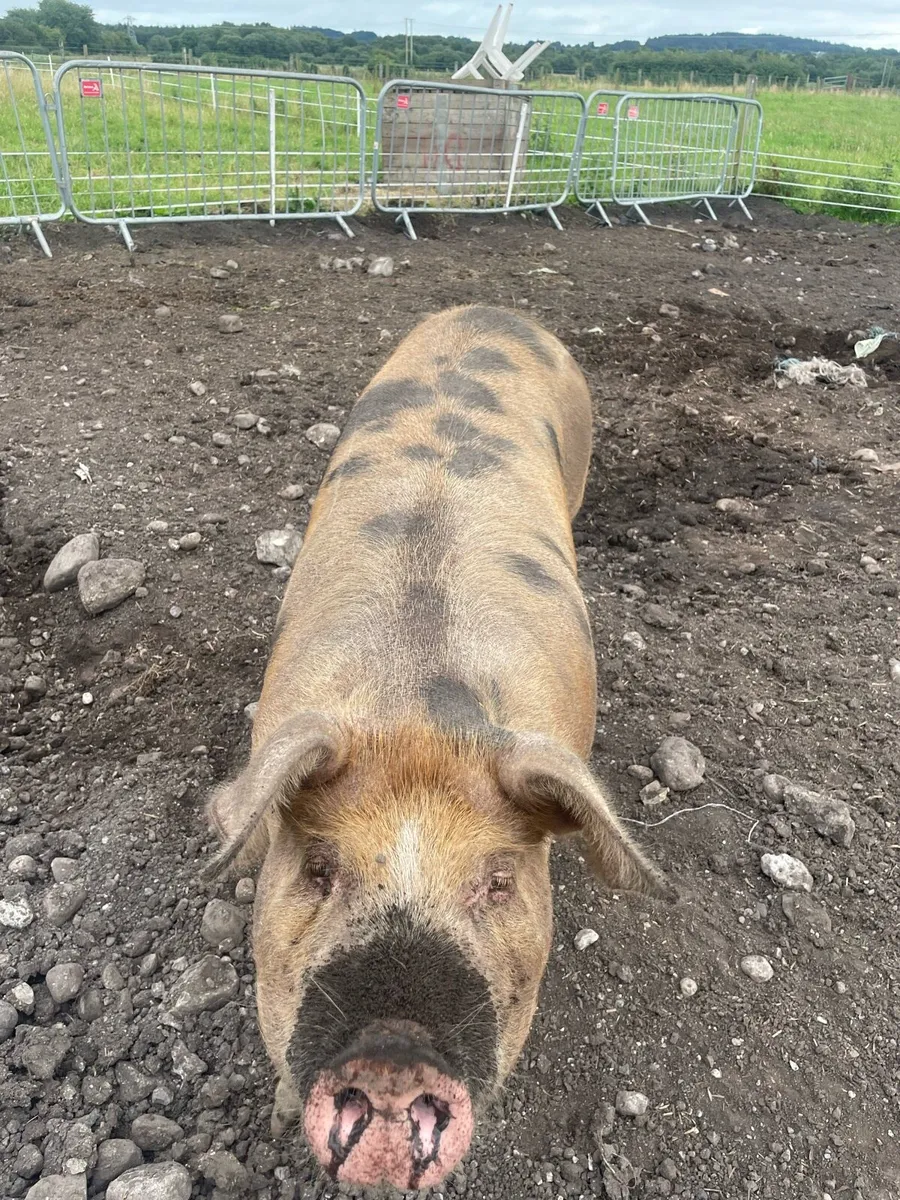 Fat pig for sale - Image 4