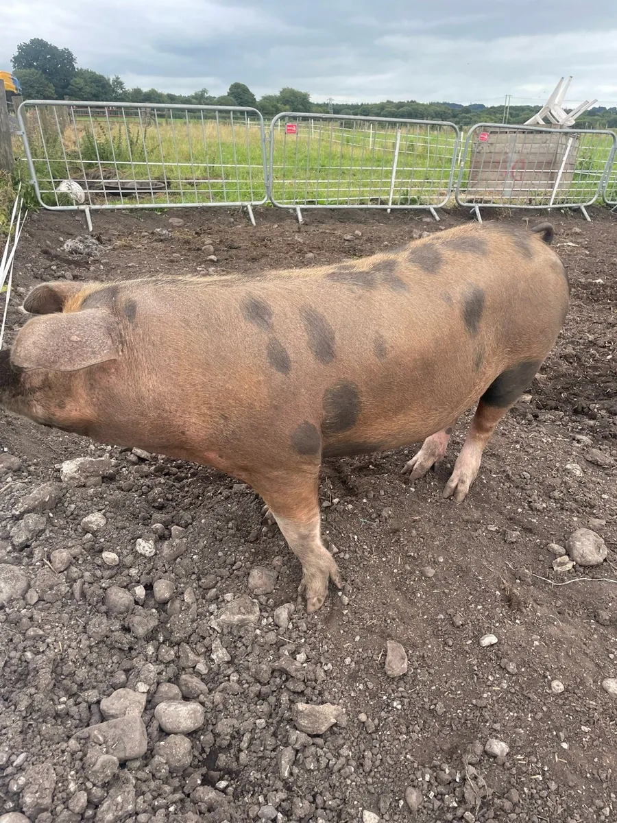 Fat pig for sale - Image 1