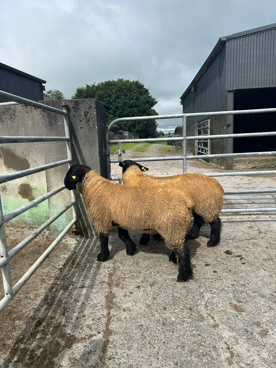 Irish Suffolk Lambs - Roscrea - Image 1