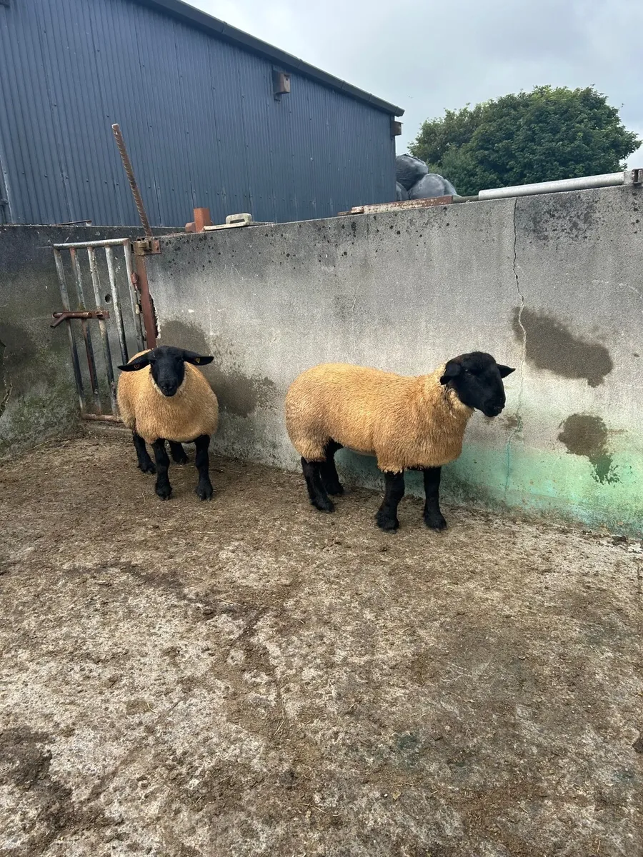 Irish Suffolk Lambs - Roscrea - Image 3