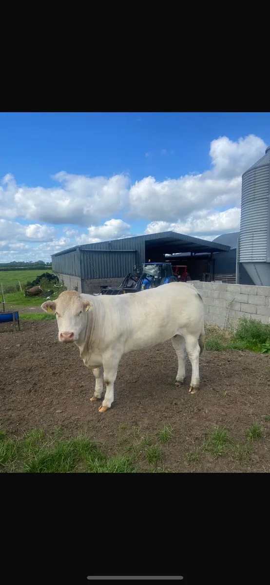 22 finished continental heifers - Image 2