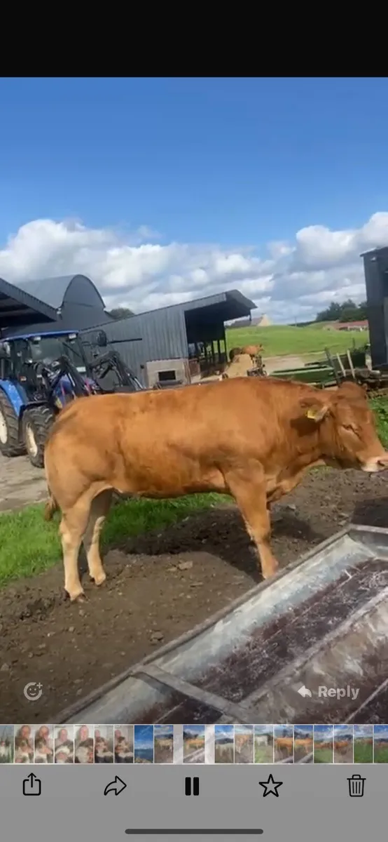 22 finished continental heifers - Image 3