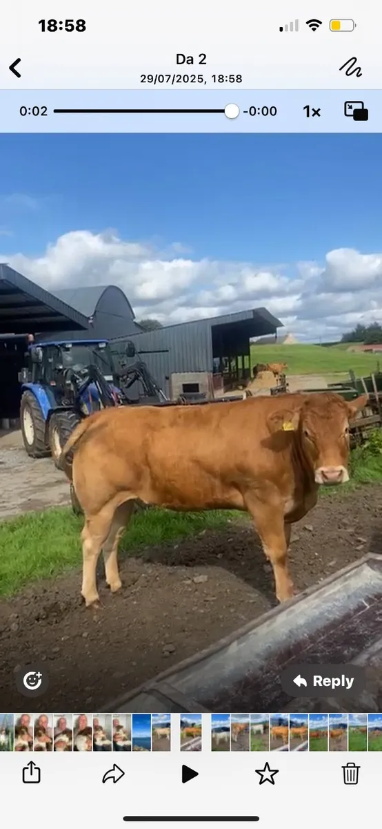 22 finished continental heifers - Image 4