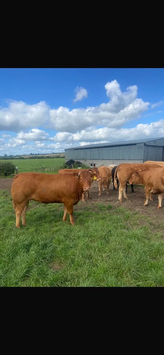 22 finished continental heifers - Image 1
