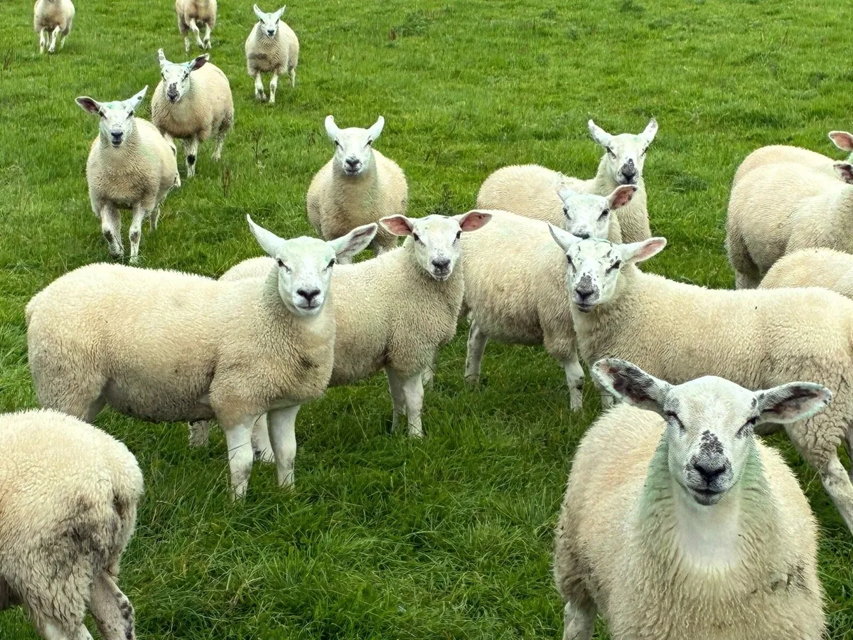 20 Texel Wether Lambs - Image 1