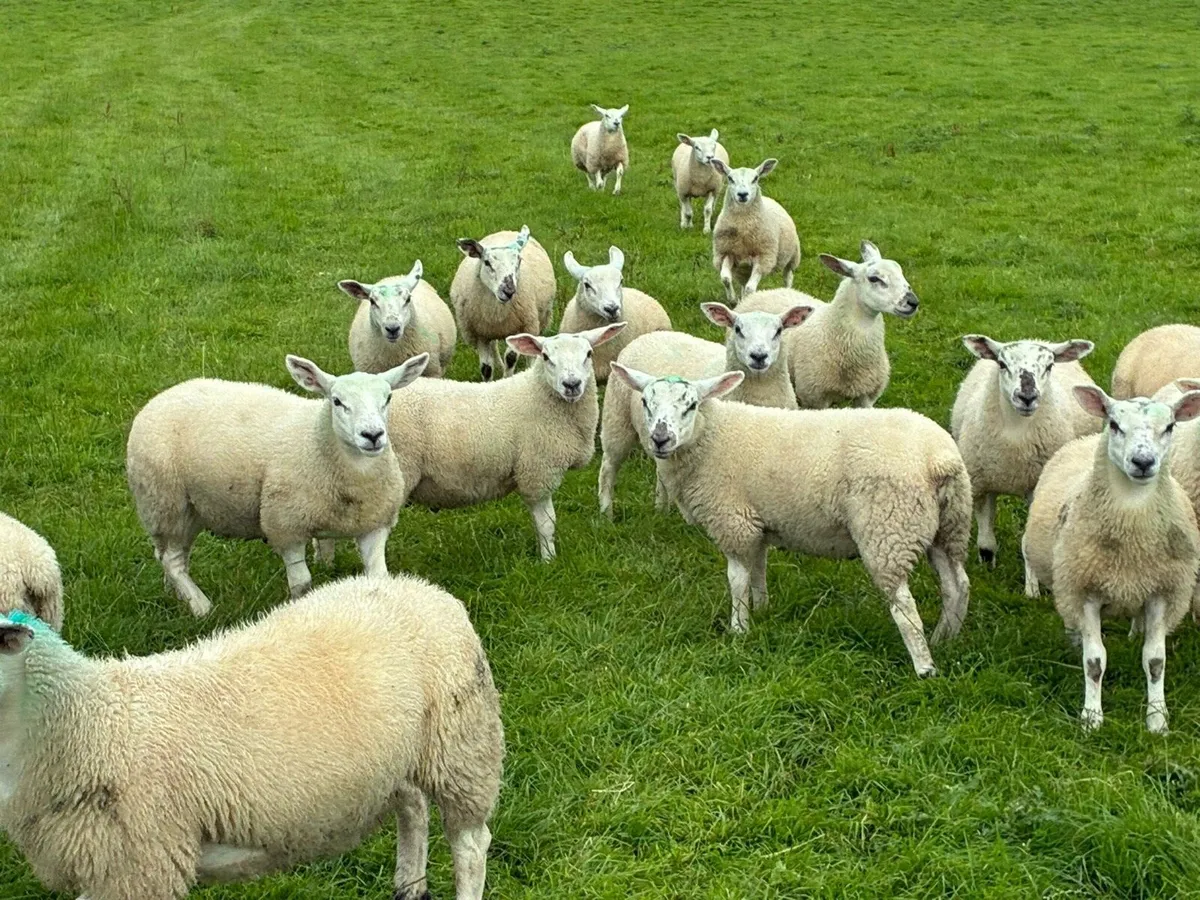 20 Texel Wether Lambs - Image 2