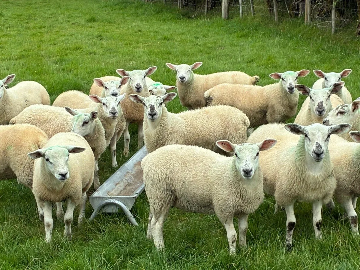 20 Texel Wether Lambs - Image 3