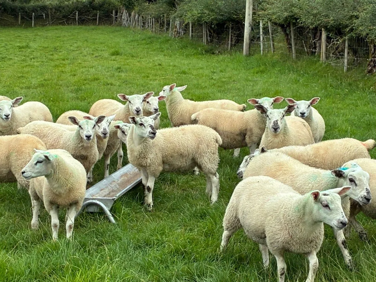 20 Texel Wether Lambs - Image 4