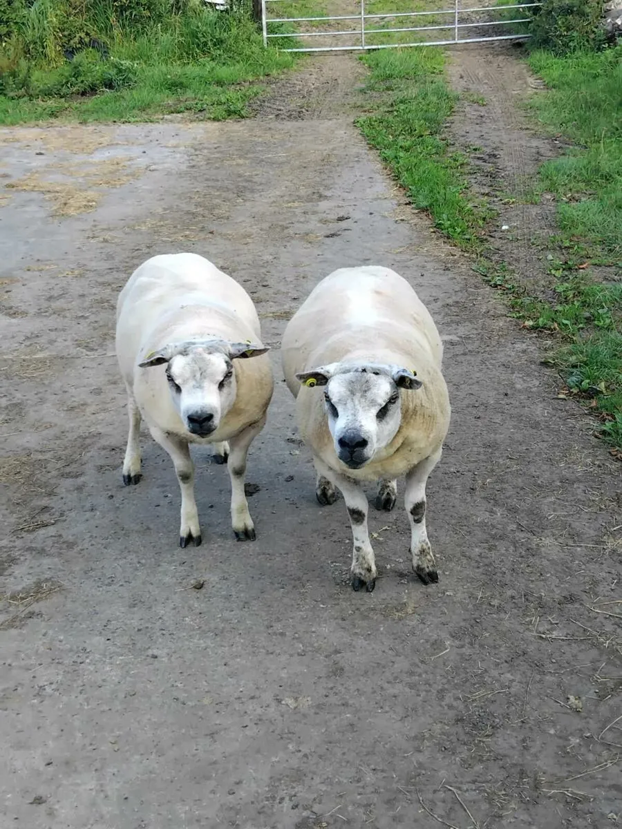 🌟PBNR BELTEX HOGGET RAMS🌟 - Image 1