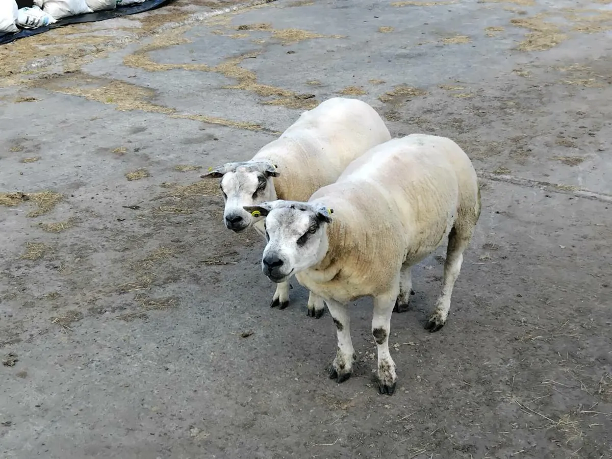 🌟PBNR BELTEX HOGGET RAMS🌟 - Image 2