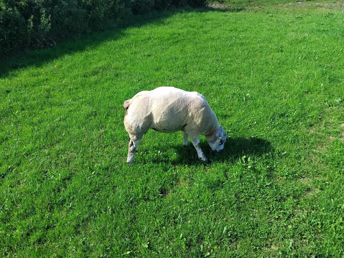🌟PBNR BELTEX HOGGET RAMS🌟 - Image 3
