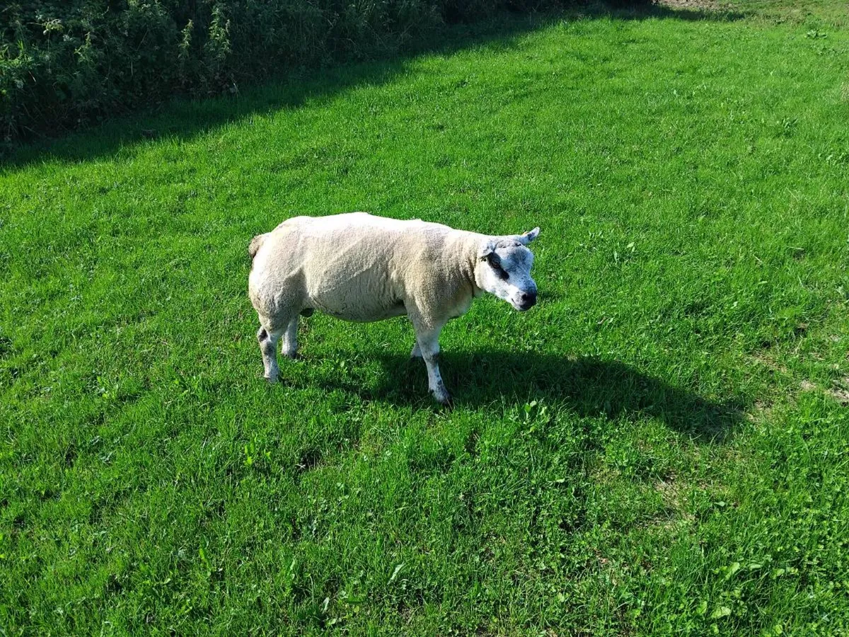 🌟PBNR BELTEX HOGGET RAMS🌟 - Image 4